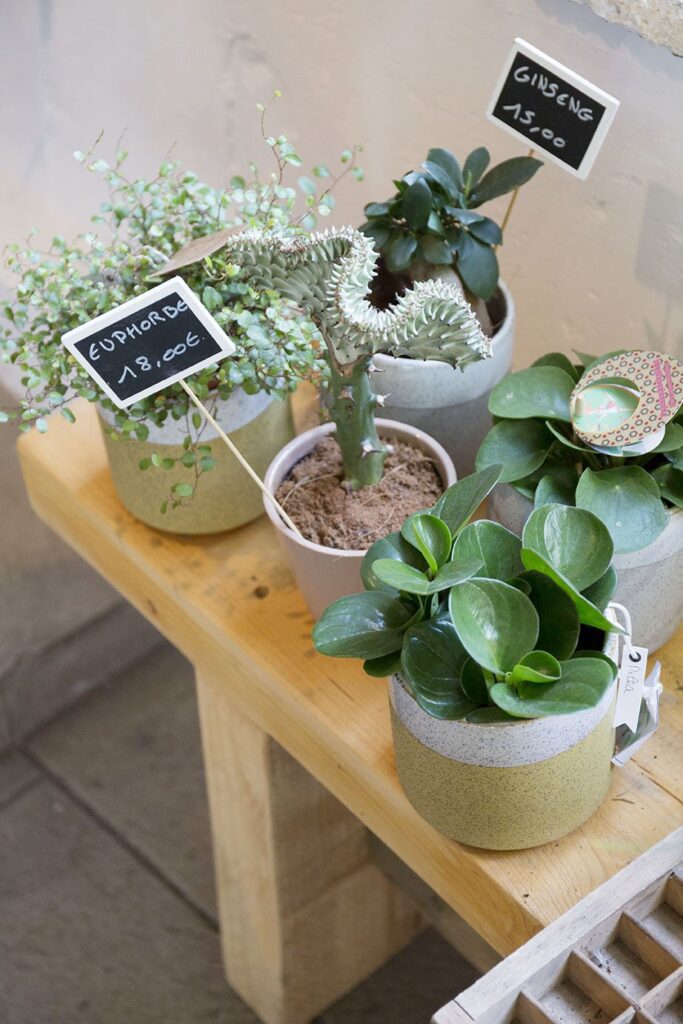 Tettoia Shop Montpellier Piante